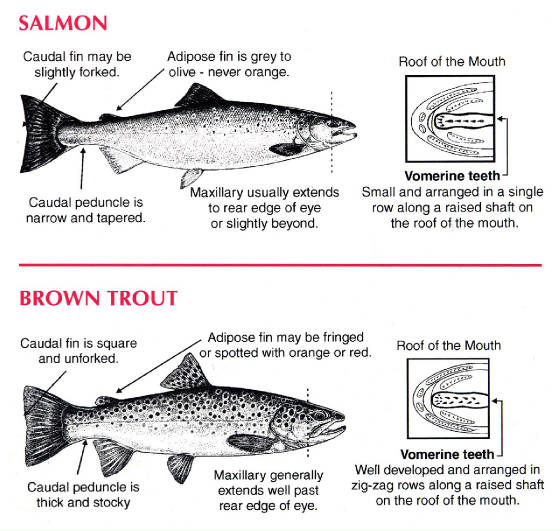 CURRENT FISH REPORT 4/21/15 